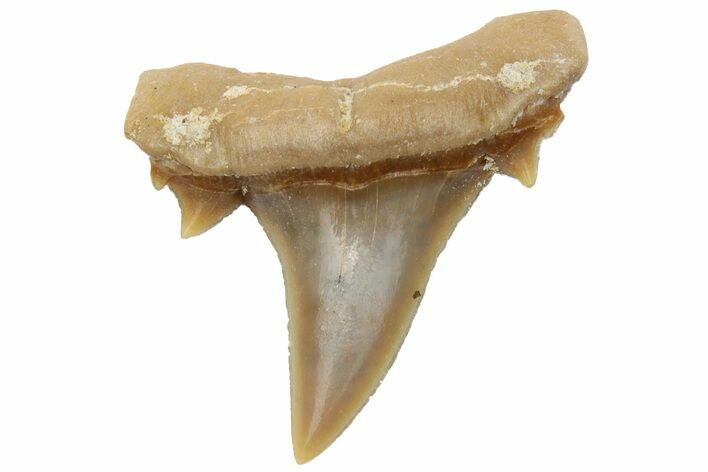 Mackerel Shark (Cretolamna) Tooth - Dakhla, Morocco #225290